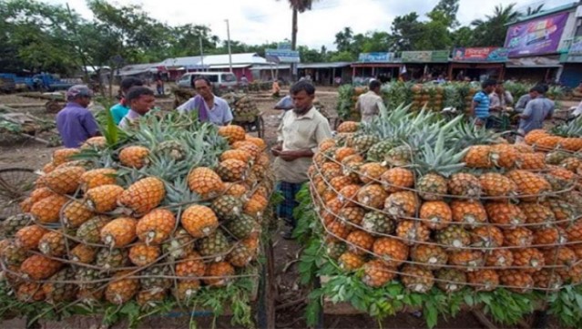 আনারসের রাজধানী মধুপুর, বাম্পার ফলনে খুশি চাষিরা